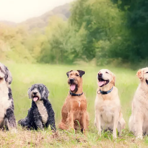 Sage Life Reflections: A Journey Through Everyday Stories