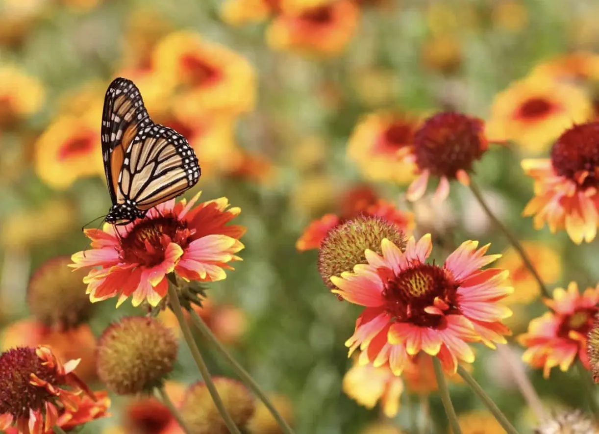 Larrys Daily Home & Backyard Ideas Larrys Daily Home & Backyard Ideas