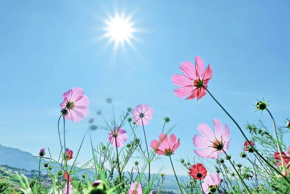 Willow’s Daily Wellness Brief | Hey Sage Life™