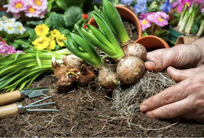 Larrys Daily Home & Backyard Ideas Larrys Daily Home & Backyard Ideas