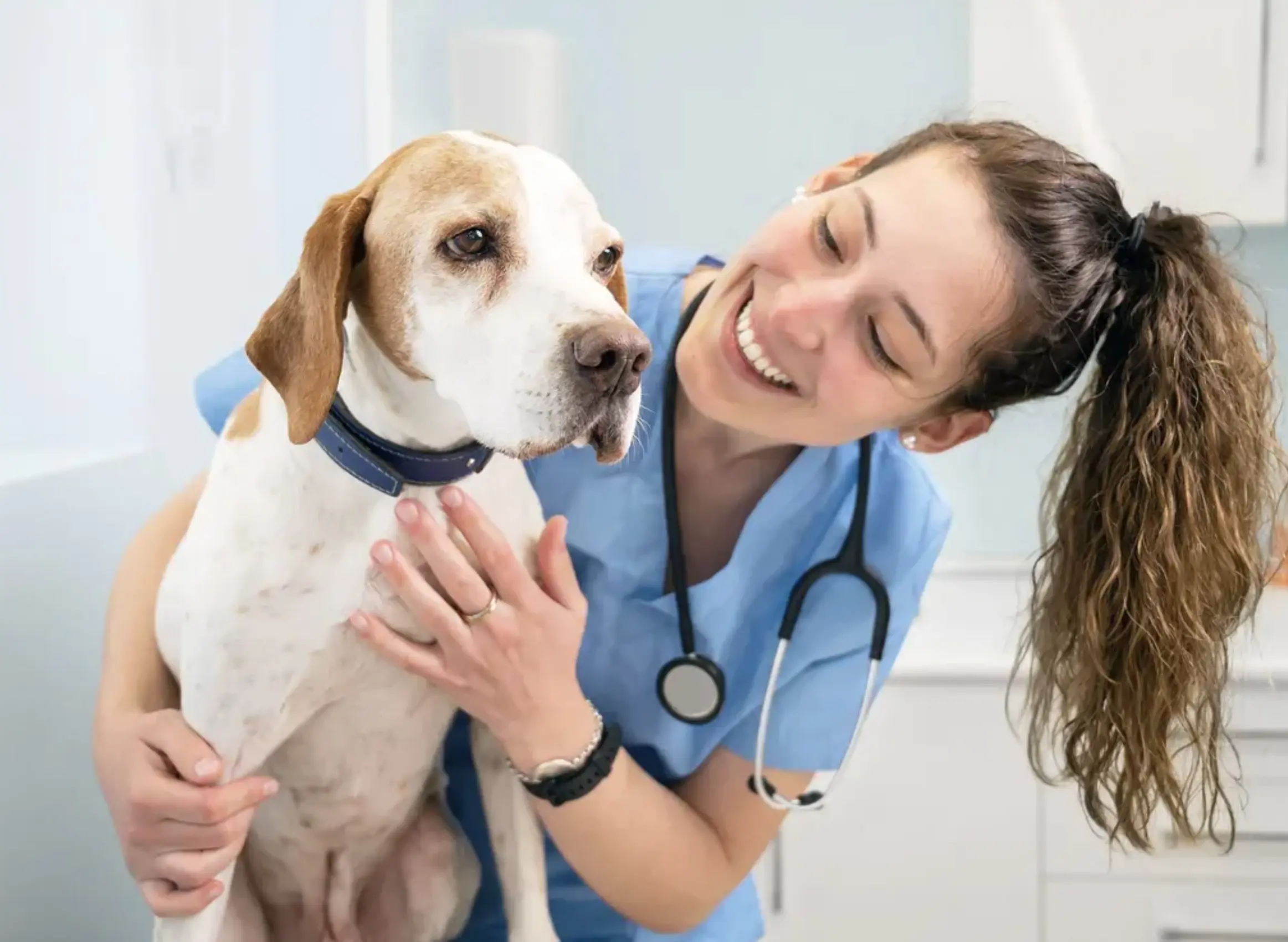 Gracies Daily Pet Stories | Healthy Paws