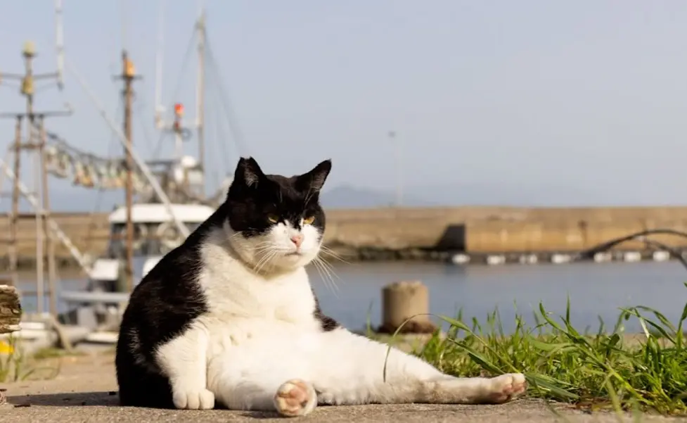 Gracies Daily Pet Life Brief Gracies Daily Pet Life Brief