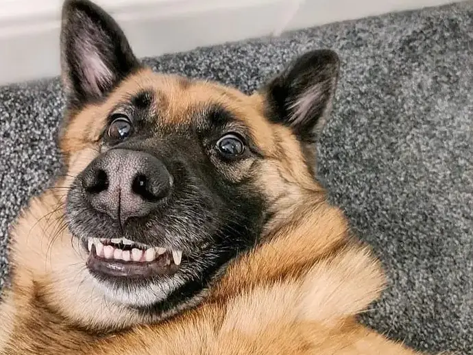 Gracie’s Daily Pet Brief | Vet Talk Simplified 