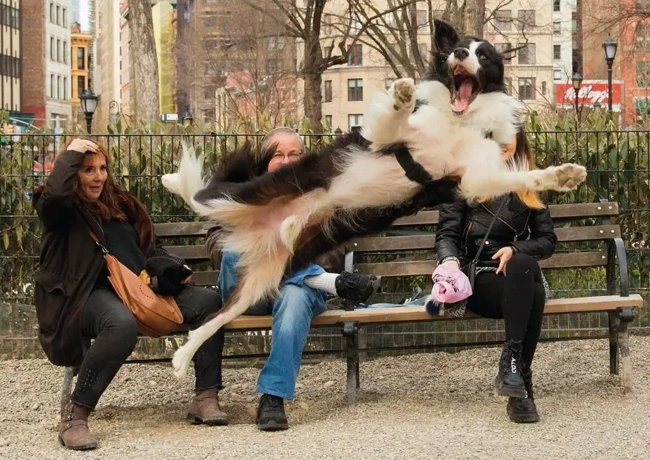 Gracies Daily Pet Brief | Veterinarian Costs 2025